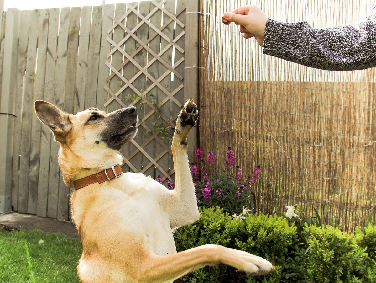 Le dressage d'un chien de garde comment s'y prendre?